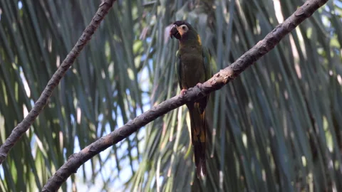 Golden-collared or Yellow-collared Macaw parrot bird in palm rainforest jungle Video stock 346019795