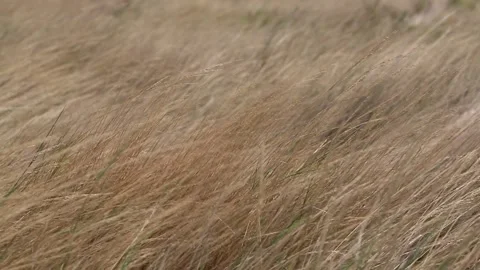 Golden color grass dancing in a windy day. 库存影片 146366175