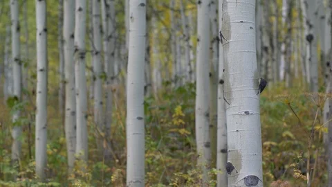Golden colored aspens located just outside of Aspen Colorado. Stock Footage 106240826