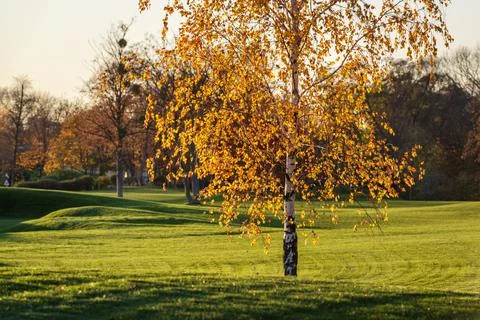 Golden colored birch tree in a fall park Stock Photos