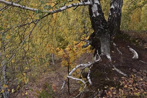 Golden Colored Birch Tree Foto stock