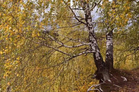 Golden Colored Birch Tree Foto stock