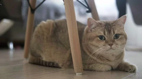 A golden-colored cat is sitting under a chair Stock Footage 270070717