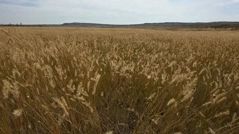 Golden colored fall grass blowing in a strong wind with rolling hills  Stock Footage 280874811