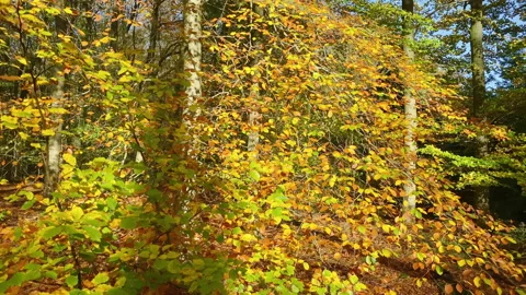 Golden colored fall leaves of a beech tree Stock Footage 212534797