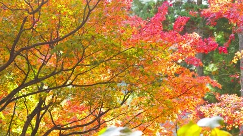 Golden colored, multi colored autumn leaves swaying in wind Stock Footage 201596227