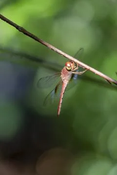 Golden colored reddish tiny dragonfly sitting ina plant at outdoor sunny da.. Stock Photos