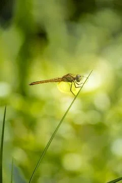 Golden colored reddish tiny dragonfly sitting ina plant at outdoor sunny da.. Stock Photos