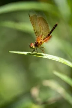 Golden colored reddish tiny dragonfly sitting ina plant at outdoor sunny da.. Stock Photos