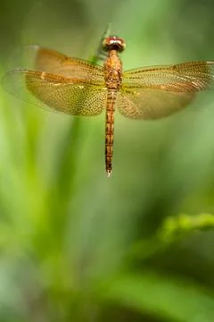 Golden colored reddish tiny dragonfly sitting ina plant at outdoor sunny da.. Stock Photos