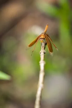 Golden colored reddish tiny dragonfly sitting ina plant at outdoor sunny da.. Stock Photos