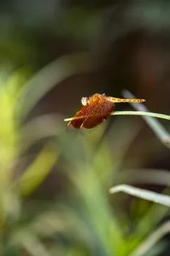 Golden colored reddish tiny dragonfly sitting ina plant at outdoor sunny da.. Stock Photos