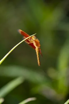 Golden colored reddish tiny dragonfly sitting ina plant at outdoor sunny da.. Stock Photos