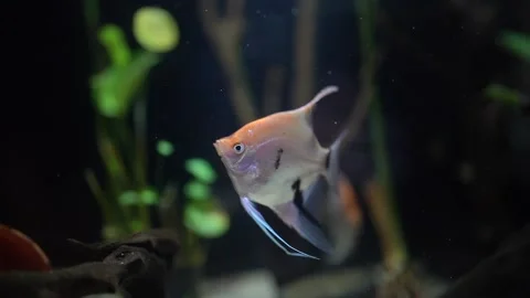 Golden colour ANGLE FISH Stock Footage 220280047