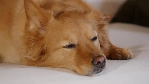 Golden Corgi mix getting comfy on white couch Stock Footage 278136201