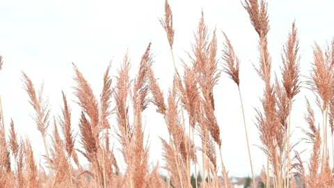 Golden Corlor Reed Bulrush Close up View for Background Stock Footage 229064120