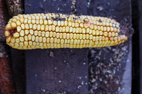 Golden corn cob resting on rustic wooden surface captures the essence of ha.. Stock Photos