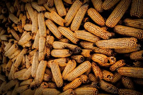 Golden corn cobs create a warm tapestry of harvest abundance across a rusti.. Stock Photos