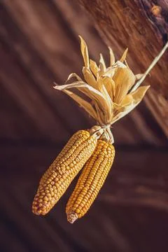 Golden corn cobs, drying and hanging Stock Photos