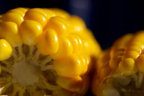 Golden corn on a dark background in contrast Stock Photos