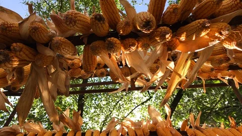 Golden corn in ear maizes on crop drier Stock Footage 93994210
