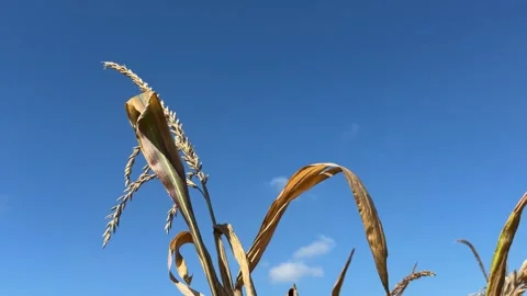 Golden corn ears grow on the corn stalks in the field under bright sun Video stock 345713173