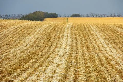 Golden corn field with harvested corn, ears of corn, ears of corn, leaves Stock-Fotos