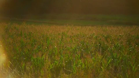 Golden Corn Field Slider motion 4K Stock Footage 80874566