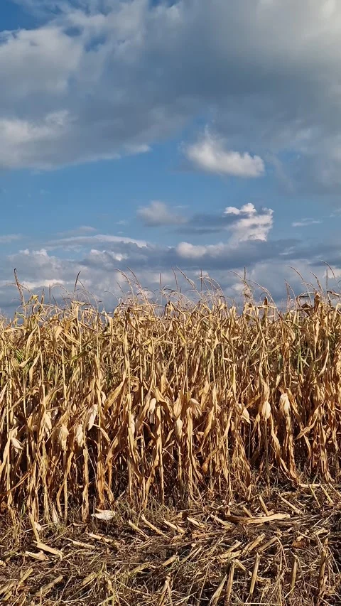 Golden corn field under bright blue sky with clouds Vídeo Stock 344158414