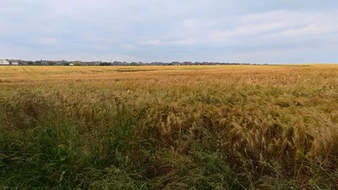 Golden Corn Fields And Cereal Crops Blowing In Wind Across British Farmland Stock Footage 338127208