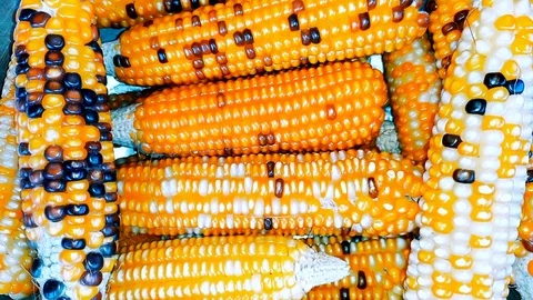 Golden Corn Stock Footage 123940990