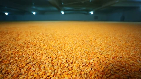 Golden corn kernels on ground in harvest season Stock Footage 103087209