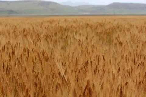 Golden corn Stock-Fotos