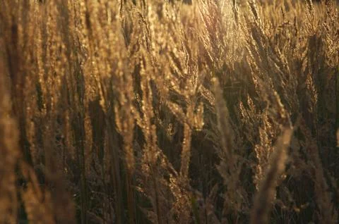 Golden corn Stock Photos