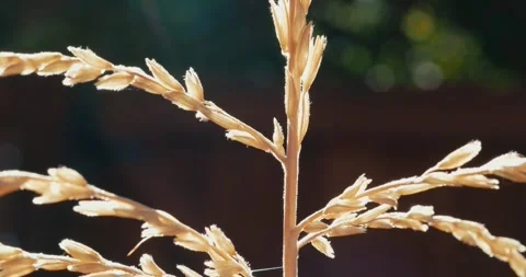 Golden corn tassel glowing in backlighting outdoors Video stock 343156267