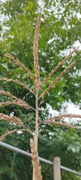 Golden Corn Tip in 스톡 사진