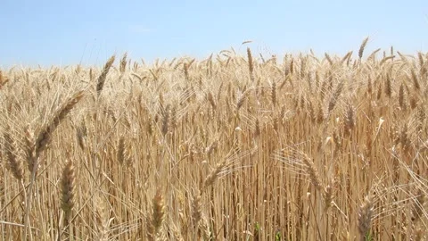 Golden cornfield during summertime windy Stock Footage 135176001