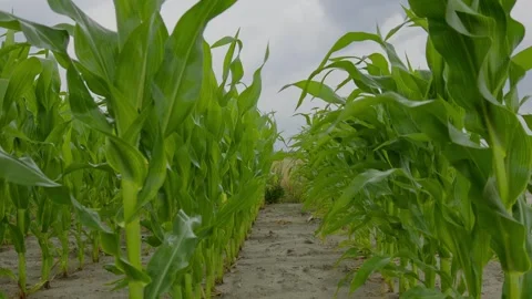 Golden Cornfield Under Blue Sky Summer Rural Landscape Stock Footage 313343498