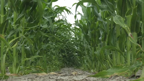 Golden Cornfield Under Blue Sky Summer Rural Landscape Stock Footage 313343507