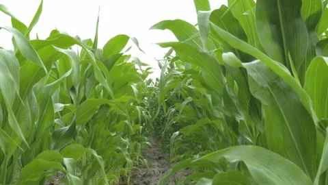 Golden Cornfield Under Blue Sky Summer Rural Landscape Stock Footage 313343522