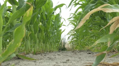 Golden Cornfield Under Blue Sky Summer Rural Landscape Stock Footage 313343545
