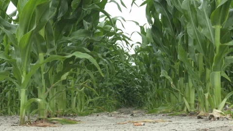 Golden Cornfield Under Blue Sky Summer Rural Landscape Stock Footage 313343557