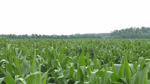 Golden Cornfield Under Blue Sky Summer Rural Landscape Stock Footage 313343577