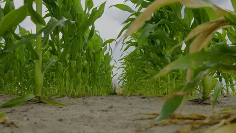 Golden Cornfield Under Blue Sky Summer Rural Landscape Stock Footage 313343633