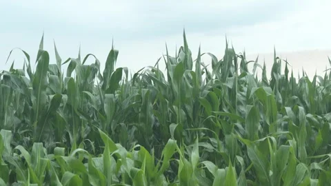 Golden Cornfield Under Blue Sky Summer Rural Landscape Stock Footage 313343657