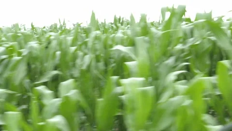 Golden Cornfield Under Blue Sky Summer Rural Landscape Stock Footage 313343722