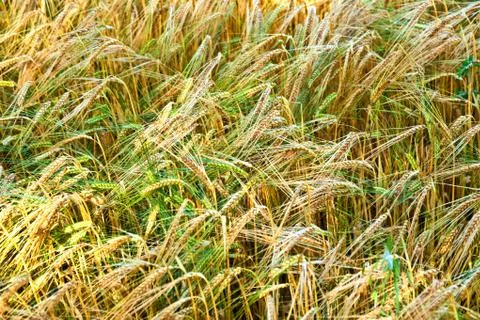 Golden cornfields in detail Stock Photos