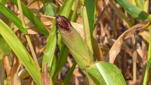 Golden Cornflied / Corn Stock Footage 283380675