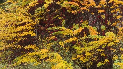 Golden Cornus Shrub in Fall, Concept of warmth and seasonal transformation Vídeos de archivo 341863979