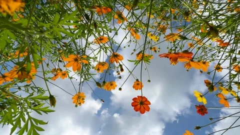 Golden cosmos Stock Footage 243261986